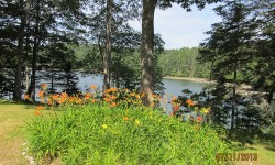 Blue Hill Falls Lilies and Water.JPG